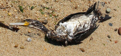 kormoran-phalacrocorax-carbo-l-1758-vom-vorjahr-15276.jpeg