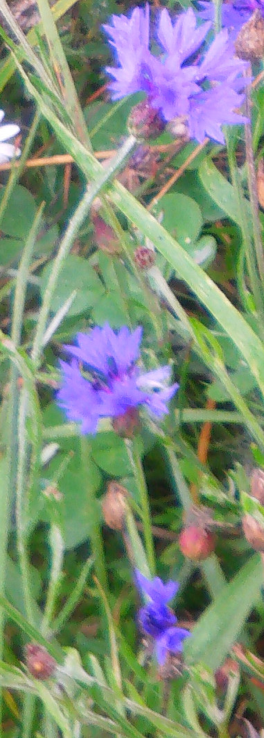 kornblume-centaurea-cyanus-l-10817.jpeg