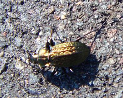 kornerwarze-carabus-cancellatus-illiger-1798-12867.jpeg