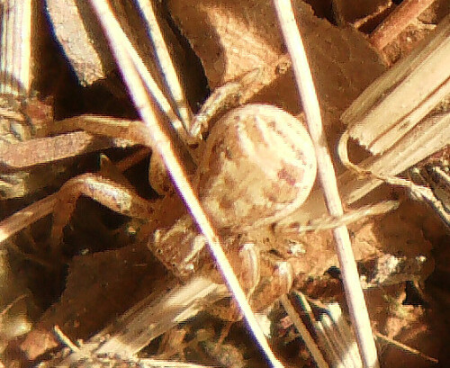 Eine Krabbenspinne, die gerne sich im Halbschatten im Trockenen oder an Wäldrändern aufhält.


Aufnameort: Eiershausen Waldrand des Hirschbergwaldes
Kamera: Medion Digitaler Full-HD-Camcorder mit Touchscreen Medion Life