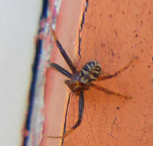 Jene Krabbenspinne ist weit verbreitet und häufig. Sie gilt daher als nicht gefährdet.
http://de.wikipedia.org/wiki/Xysticus_audax

Aufnameort: Eiershausen Haus
Kamera: Digitaler Full-HD-Camcorder mit Touchscreen Medion Life