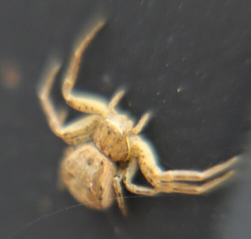 Eine Krabbenspinne, die der Buschkrabbenspinne(Xysticus cristatus) ähnelt, aber eine andere Körperzeichnung trägt.
https://de.wikipedia.org/wiki/Xysticus_kochi

Aufnameort: Eiershausen Vorgarten
Kamera: Canon EOS 700D