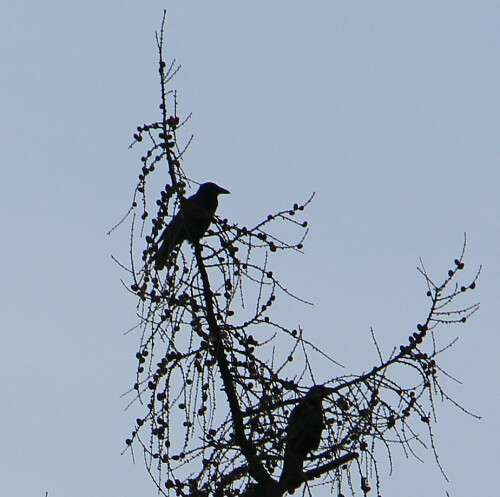 Über Nacht ggf. auch als Schlafbäume genutzt - während der Tag über auf Feldern sowie Umgebung verbracht wird.
http://de.wikipedia.org/wiki/Raben_und_Kr%C3%A4hen

Aufnameort: Eiershausen Waldrand des Hirschbergwaldes
Kamera: Canon EOS 700D