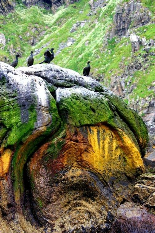 Krähenscharben auf einem Felsen am Rundebranden auf der Vogelinsel Runde/Norwegen
Die Farben sind nicht verfälscht!

Aufnameort: Vogelinsel Runde/Norwegen
Kamera: Canon EOS 60 D