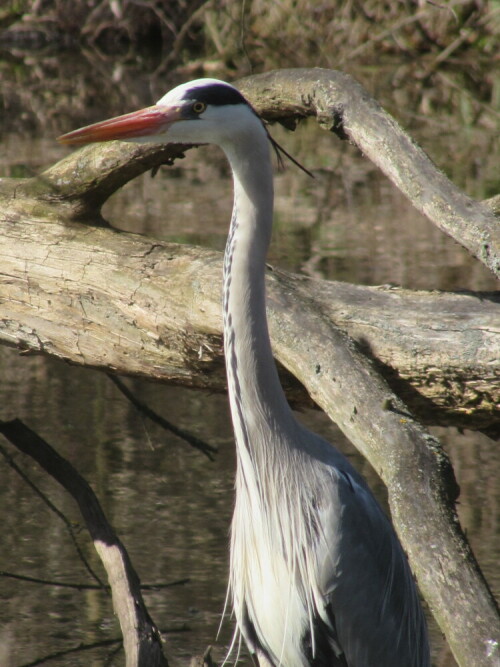 Kranich

Aufnameort: Beeskow
Kamera: CANON SX510 HS