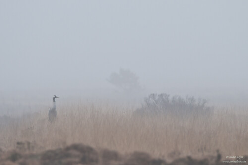 kranich-im-nebel-6912.jpeg