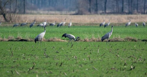 Unterwegs zwischen kästorf und Wahrenholz sah ich diese Gruppe

Aufnameort: Kästorf Gifhorn
Kamera: Nikon D7100