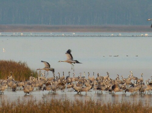 Schlafplatz während des Herbstzuges im Flachwasser, Pramort

Aufnameort: Nationalpark Kernzone, Pramort/ Darß
Kamera: Panasonic, LUMIX FZ 100