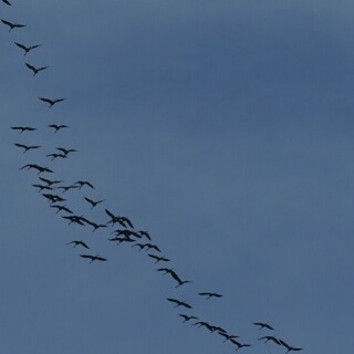 kraniche-im-uberflug-26086