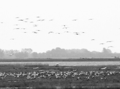 Herbstlicher Dunst zum Abendeinflug am Rastplatz Insel Kirr im Oktober 2009

Aufnameort: Zingst/ Darß
Kamera: Panasonic, DMC- TZ 2