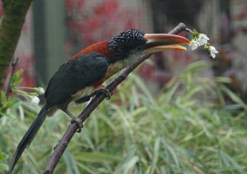 

Aufnameort: Kölner Zoo
Kamera: Sony Alpha 7/II