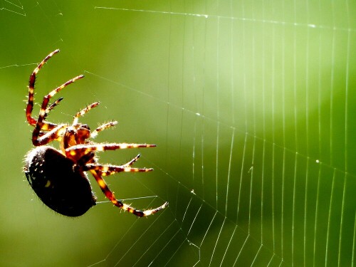 Direkt vor meinem Arbeitszimmer hat sich eine Kreuzspinne ihr Netz gebaut. Es ist sehr interessant das Tier zu beobachten ie es fast täglich sein neues Netz spinnt. Die Anlage des Netzes ist so gewählt, dass die Bestäuber des roten Basilikums mit hoher Trefferquote sich im Netz verfangen. Entsprechend gross ist die Spinne bereits. Letztens hatte ich Gelegenheit die Vereinigung mit einem Männchen zu beobachten.

Aufnameort: Lauchringen , Beethovenstrasse
