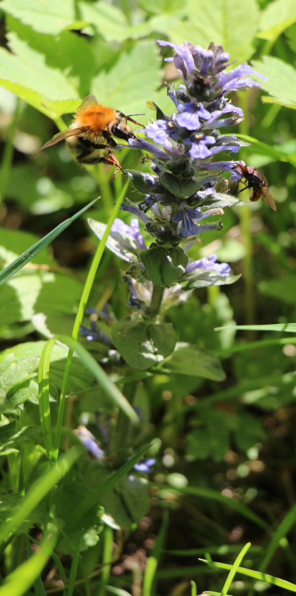 kriechender-gunsel-ajuga-reptans-l-13950.jpeg