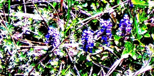 kriechender-gunsel-ajuga-reptans-l-29397.jpeg