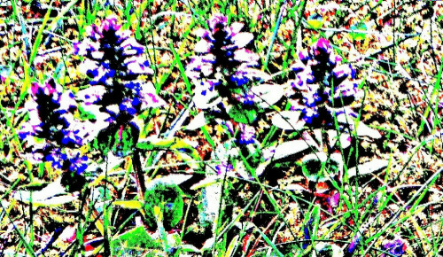 kriechender-gunsel-ajuga-reptans-l-31168.jpeg