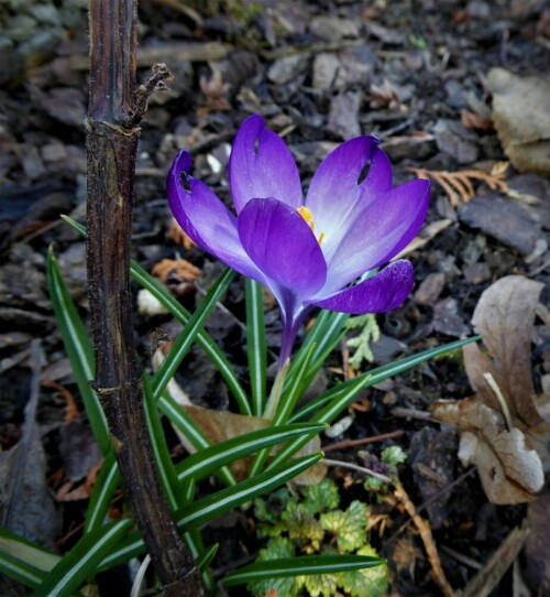 Hoffnung auf den Frühling

Aufnameort: Bad Kösen
Kamera: Lumix TZ 61