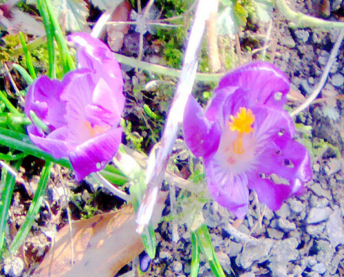 Krokusse blühen häufig im Frühjahr. oder im Herbst
https://de.wikipedia.org/wiki/Krokusse
Bild zu jener Züchtung aus dem Internet:
https://www.hood.de/i/crocus-vernus-flower-record-lila-fruehlings-krokus-lila-im-topf-9-cm-vorgetri-105106735.htm?utm_source=PSM&utm_medium=gshopping&utm_campaign=105106735&utm_source=bing&utm_medium=shopping&utm_campaign=de-shopping-9&utm_content=0105106735&kb=bn_shp_603089476_1333709975131443&msclkid=05fe315dcdb6177381bf54b5a5e6fd21

Aufnameort: Eiershausen Garten
Kamera: Medion Camcorder