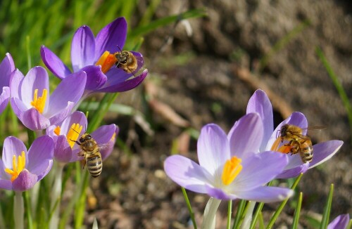 krokussblute-und-honigbienen-13644.jpeg