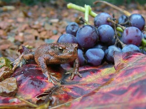 Kleine Kröte auf Weinlaub bei mir im Garten

Aufnameort: Stadtlohn
Kamera: AL 530 zoom Kamera