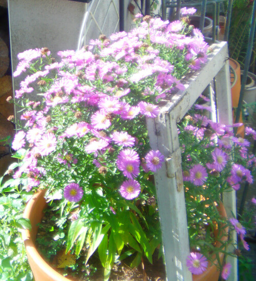 Neubelgische Astern blühen auch im Herbst.
https://de.wikipedia.org/wiki/Neubelgische_Aster

Aufnameort: Eiershausen Vorgarten
Kamera: Medion Camcorder