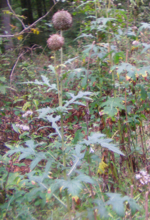 Eine Blume - hier im Herbst bereits etwas verblüht - die entweder aus Gärten oder Gärtnereien "geflohen" ist oder aber angesalbt wurde? Letzteres erscheint vom Standort Waldwegrand(ziemlich im Wald) östlich von Simmersbach eher zutreffend?

Aufnameort: Simmersbach östlicher Waldweg
Kamera: Medion Digitaler Full-HD-Camcorder mit Touchscreen Medion Life