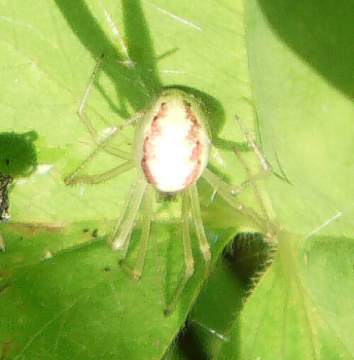 Eine Kugelspinne, die durch die Zeichnung ihres Hinterleibes(Abdomen) in der Krautschicht oder Hochstauden im Sommer auffallen kann. Allerdings kann die Färbung hierbei ziemlich variieren.
Sie kann in Gärten wie auch Waldrändern vorkommen.
Sie baut eine Art unregelmäßiges Haubennetz über die Spitzen der jeweiligen Pflanzen.
Zu ihrer Beute gehören auch wehrhafte Insekten wie Wespen und Bienen.
Vergleichsbild aus dem Internet hierzu:
http://www.google.de/imgres?imgurl=http%3A%2F%2Fgastein-im-bild.info%2Fanimals%2Fxaenopl1.jpg&imgrefurl=http%3A%2F%2Fgastein-im-bild.info%2Fanimals%2Faarachn.html&h=147&w=196&tbnid=ACddo8H8dzfqTM%3A&zoom=1&docid=Em3eLVHyfTrhiM&ei=6R2xU6iOHsjsOvnigbgD&tbm=isch&iact=rc&uact=3&dur=3424&page=1&start=0&ndsp=37&ved=0CHYQrQMwGw

Aufnameort: Eiershausen Hirschbergwald
Kamera: Medion Digitaler Full-HD-Camcorder mit Touchscreen Medion Life