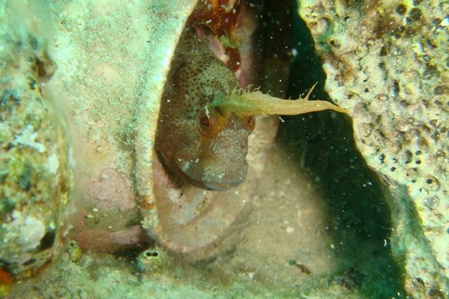 Kleiner gehörnter Schleimfisch versteckt sich in einer Cola-Dose und schaut neugierig heraus.

Aufnameort: Adria, Kroatien, Insel Dugi Otok
Kamera: Sony Cybershot