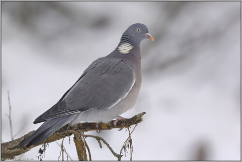 
Obwohl Ringeltauben den Feldtauben zuzuordnen sind, gehören sie auch in unseren Städten zum Straßenbild. Ein kleiner Park, ein paar Gärten oder ein paar Bäume an der Straßen reichen ihnen als Habitat.

Aufnameort: NRW
Kamera: D2x, 500/4.0 mit TC 1,4, ISO 400, f 6.3, 1/180 Sek.