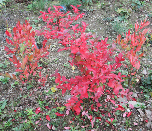 Heidelbeeren gehören zu den Zwergsträuchern.
https://de.wikipedia.org/wiki/Kulturheidelbeeren

https://www.youtube.com/watch?v=jXrjyo-OY_o
https://www.youtube.com/watch?v=jW1slgJXudc
https://www.youtube.com/watch?v=M6U0y4aOtq4
u. a.

Aufnameort: Eiershausen Garten
Kamera: Canon EOS 700D