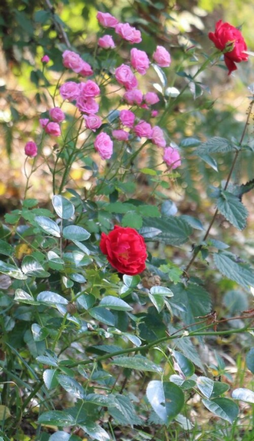 Rosen wurden vielfach gezüchtet.
Im Abendland gelten sie als edelste der Blumen.
Rosen können auch als Hinweis zur Liebe sowie Romantik gewertet werden.
https://de.wikipedia.org/wiki/Kulturrosen

https://www.youtube.com/watch?v=kZwz90LL8Oo
u. a.

Aufnameort: Eiershausen Garten
Kamera: Canon EOS 700D