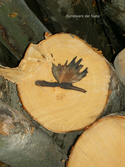 Schnappschuss bei  Waldspaziergang. Frisch gesägter Stamm gibt
Natur-Kunstwerk frei

Aufnameort: Wald bei Buchenau-Carlshütte
Kamera: Digital Revio KD 400 Z