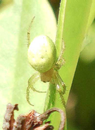 Eine kleine Radnetzspinne, die durch ihren gelb bis grünlichen Hinterleib auffallen kann. Sie gehört zu den echten Radnetzspinnen(Araneidae). Sie ist ziemlich häufig an Waldrändern, Gebüschen, Hecken, in Nadelwädern oder in Brachen oder Ruderalfluren anzutreffen. Ferner kann sie auch auf Feldernm, Wiesen, Mooren oder auch Sümpfen gefunden werden.
Die Kürbisspinne benötigt keinen Unterschlupf, da sie in der Vegetation ziemlich gut geschützt. ist.
https://de.wikipedia.org/wiki/Kürbisspinne

Aufnameort: Eiershausen Garten
Kamera: Digitaler Full-HD-Camcorder mit Touchscreen Medion Life