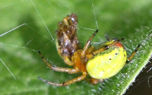 Eine kleine Spinne mit gelblich oder grünlichem Hinterleib. Sie gehört zu den Echten Radnetzspinnen(Araneidae).
http://de.wikipedia.org/wiki/Kürbisspinne
https://www.youtube.com/watch?v=50iQ6S-yhqU

Aufnameort: Eierhausen Hirschberg
Kamera: Canon EOS 700D