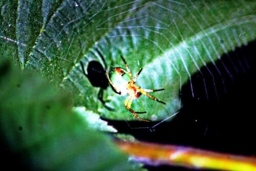 Eine Radnetzspinne in ihrem Netz
Ihr Name beruht auf ihrem gelb bis grünen Hinterleib, der an einen Kürbis erinnern soll.
https://de.wikipedia.org/wiki/Kürbisspinne

Aufnameort: Eiershausen Waldrand Hirschberg
Kamera: Canon EOS 1300D