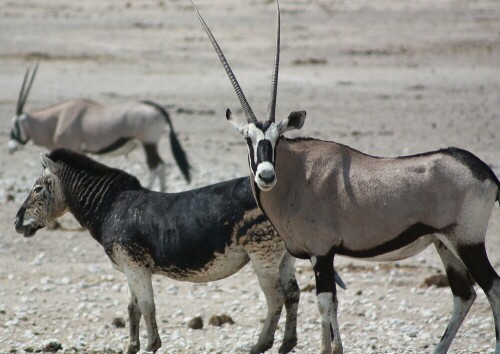 Ein Zebra ohne die klassischen Streifen zusamen mit einer Oryx-Antilope.

Aufnameort: Etosha-Park - NAmibia
Kamera: 450D