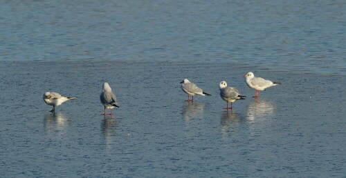 Diese Lachmöwen stehen nur scheinbar auf dem Wasser, unter ihnen befindet sich eine dünne Eisschicht. Lachmöwen haben im Winter keinen schwarzen Kopf. Man erkennt sie dennoch am charakteristischen schwarzen Ohrfleck.

Aufnameort: Rather See Köln
Kamera: Sony Alpha 7/II