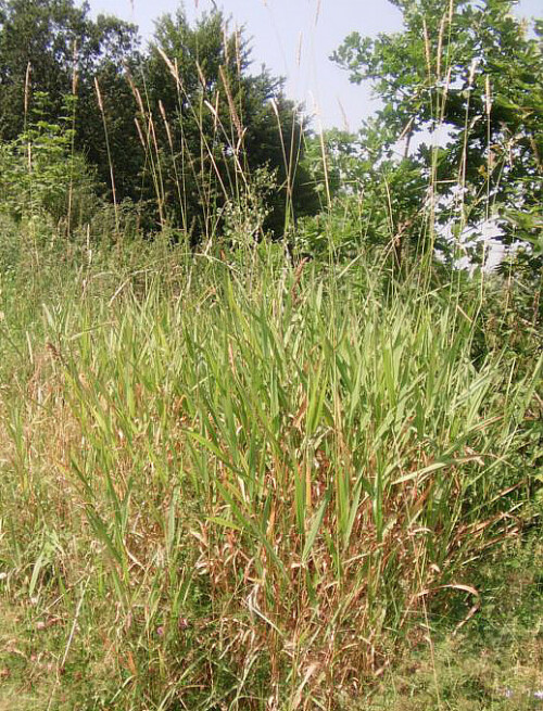 Eine hochwüchsige Grasart, die auch als Land- oder Waldschilf bezeichnet wird.
http://de.wikipedia.org/wiki/Landreitgras

Aufnameort: Eiershausen in der Nähe der Wacholderheide
Kamera: Medion Digitaler Full-HD-Camcorder mit Touchscreen Medion Life