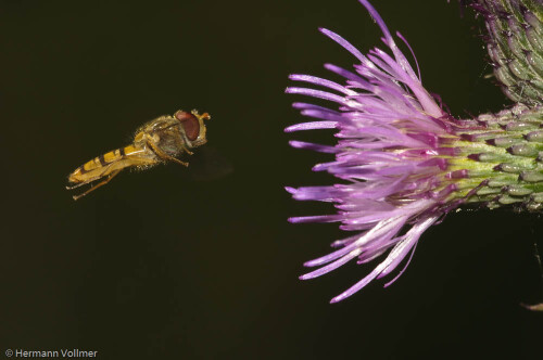 

Aufnameort: DEU, BW, Hemmingen
Kamera: Nikon D300, Sigma 3,5/180 Macro, Blitz