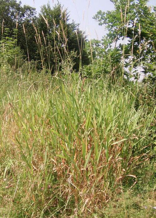 landreitgras-calamagrostis-epigeios-l-roth-11968.jpeg