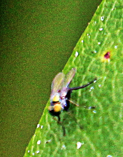 Eine Fliege, die etwa 1,5 cm groß werden kann. Ihre Familie ist fast weltweit(kosmopolitisch) verbreitet.
https://de.wikipedia.org/wiki/Langbeinfliegen

Aufnameort: Eiershausen Garten
Kamera: Canon EOS 1300D