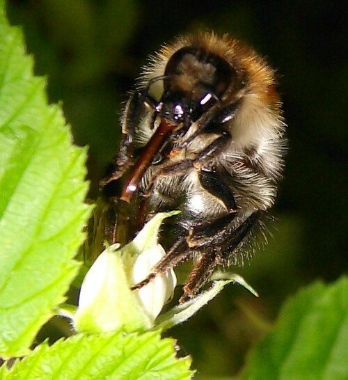 Eine Biene saugt mit einem langen Rüssel en Nektar aus der Blüte

Aufnameort: Stadtlohn
Kamera: AL 530 zoom Kamera