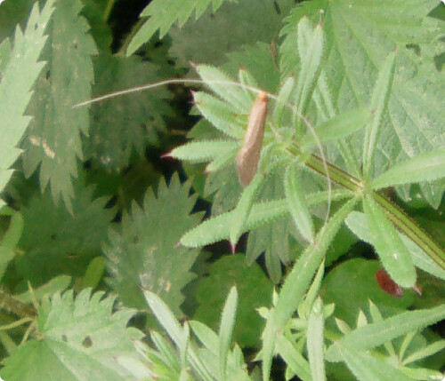 Eine Art Kleinschmetterling, der sich gerne in lichten Laubwäldern aufhält.
https://de.wikipedia.org/wiki/Gelber_Langfühler
http://www.insektenbox.de/schmet/nemswa.htm

Aufnameort: Eiershausen  am östlichen Ufer des Lohmühlenweihers
Kamera: Canon EOS 1300D