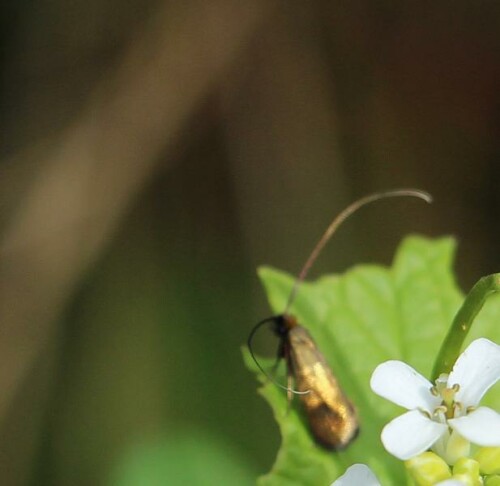 langhornmotte-nemophora-metallica-poda-1761-1-14028.jpeg