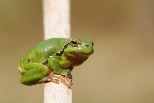 laubfrosch-der-wetterfrosch-10699.jpeg