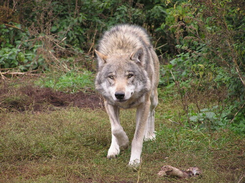 

Aufnameort: Schorfheide
