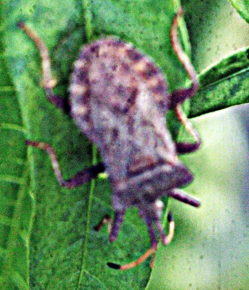 Eine bräunliche Wanzenart aus der Familie der Randwanzen(Coreidae).
https://de.wikipedia.org/wiki/Lederwanze

Aufnameort: Eiershausen Garten
Kamera: Medion Camcorder