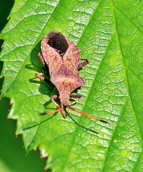 lederwanze-coreus-marginatus-l-19550.jpeg