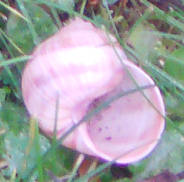 Die Weinbergschnecke gehört zuden Landlungenschnecken(Stylomnatophora) sowie zur Familie der Schnirkelschnecken(Helicidae):
https://de.wikipedia.org/wiki/Weinbergschnecke

Aufnameort: Eiershausen Garten
Kamera: Medion Camcorder