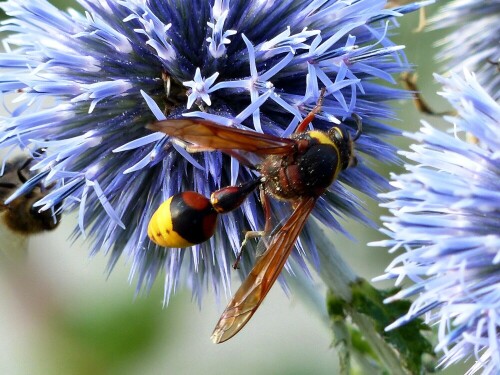 Während der Blüte der Kugeldistel waren viele Insekten auf den Disteln. Eine besonders grosse  interessierte mich . Die Identifikation erwies sich als problematisch, ist mir aber letztendlich übers www gelungen. Es ist eine " grosse Lehmwespe". Hatte ich vorher noch nie beobachtet.

Aufnameort: Lauchringen, Beethovenstrasse 16
Kamera: Lumic DMC FZ 200