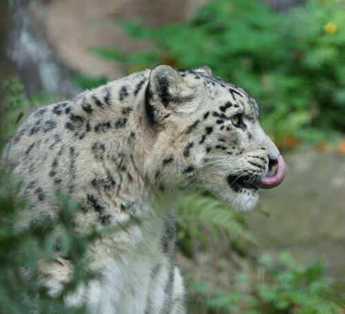 Die Zunge eines Leoparden reicht offensichtlich bis an die Nase.

Aufnameort: Kölner Zoo
Kamera: Sony Alpha 7/II